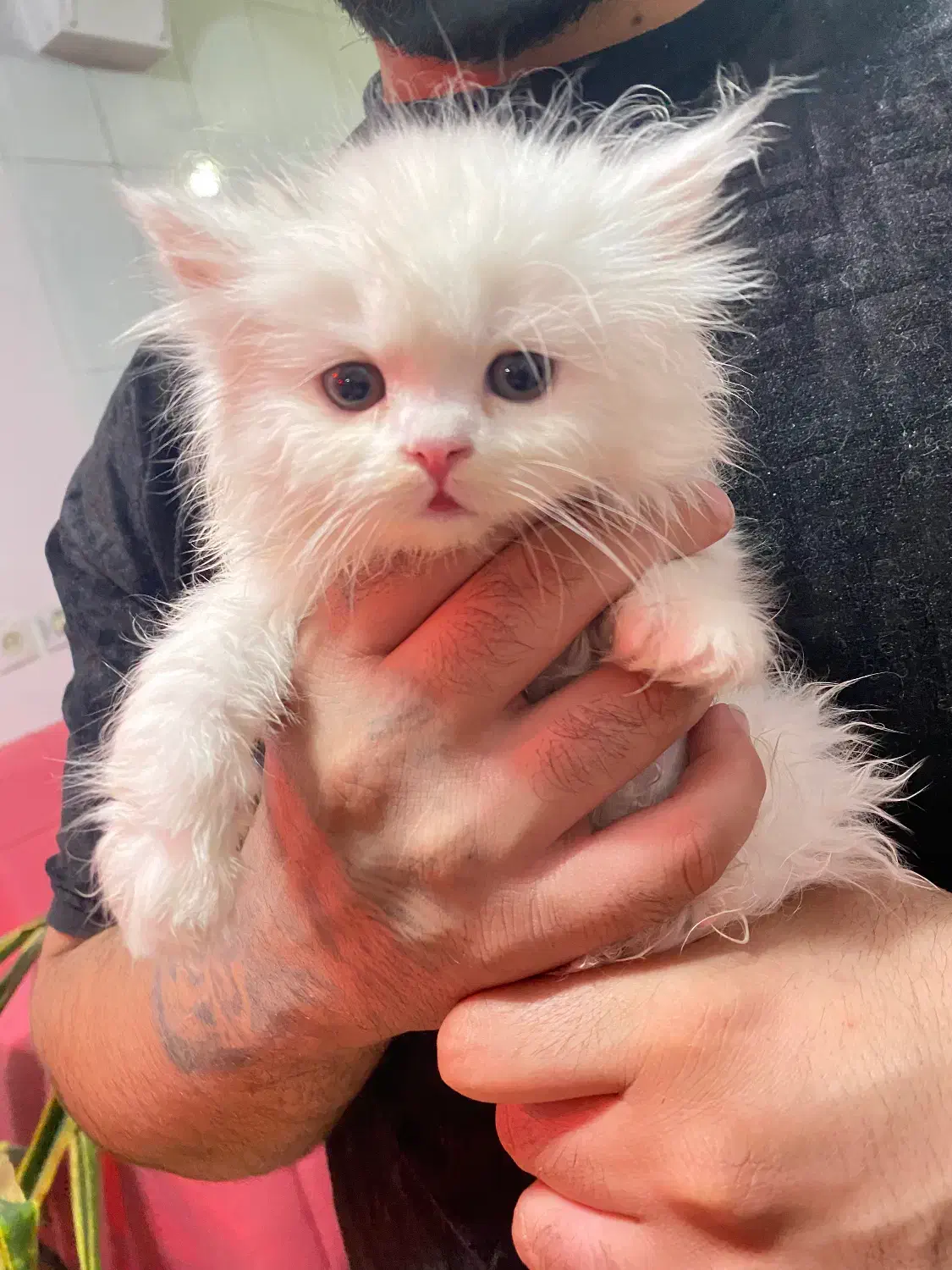 گربه پرشین|گربه|اصفهان, دانشگاه اصفهان|دیوار