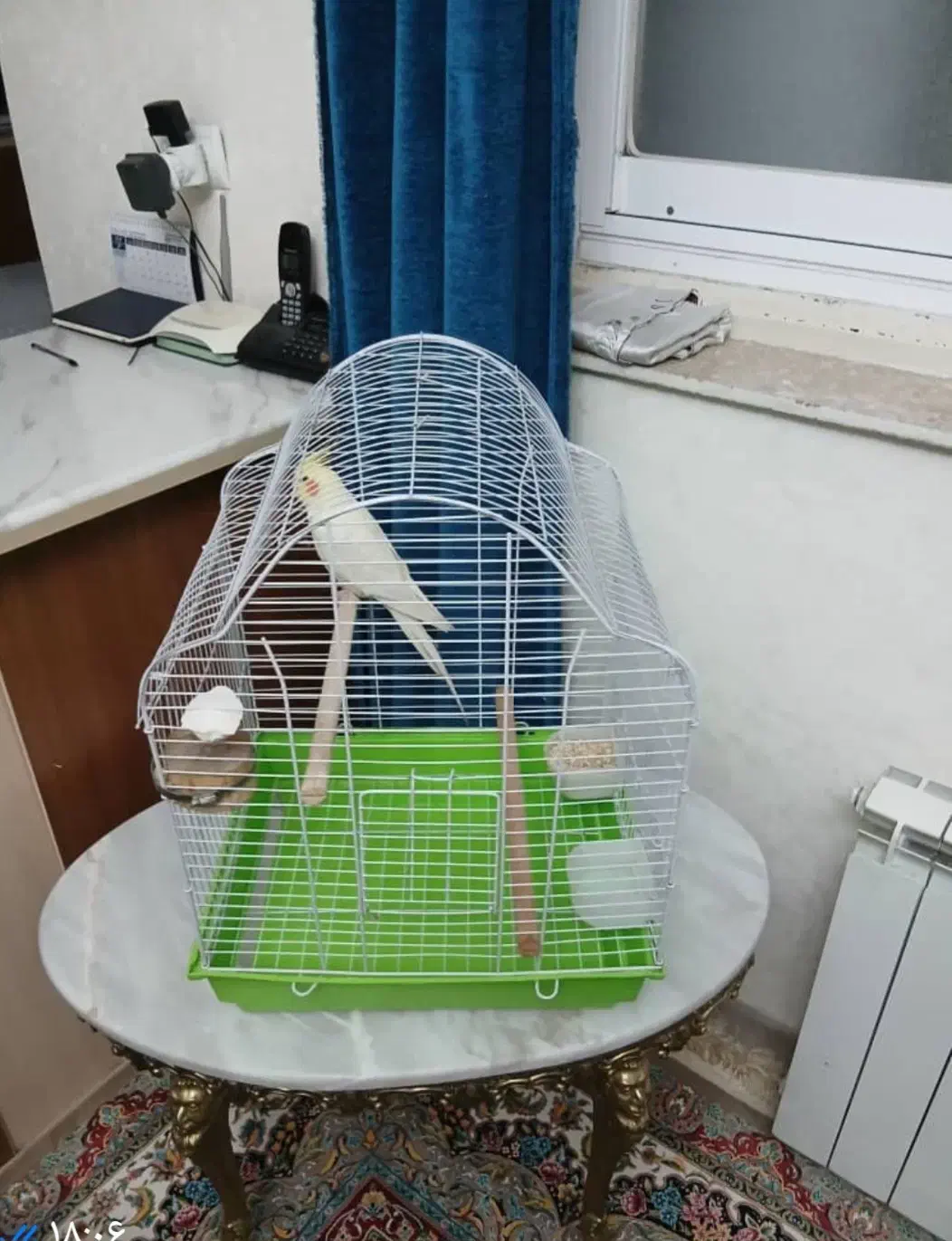 قفس پرنده بزرگ درحد نوو تمیز|لوازم جانبی حیوانات|تهران, بهار|دیوار