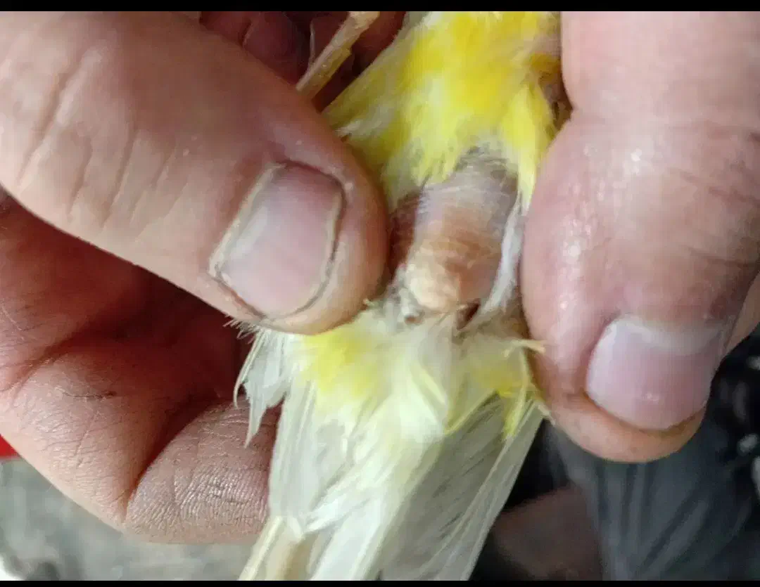 قناری ماده|پرنده|جوکار, |دیوار