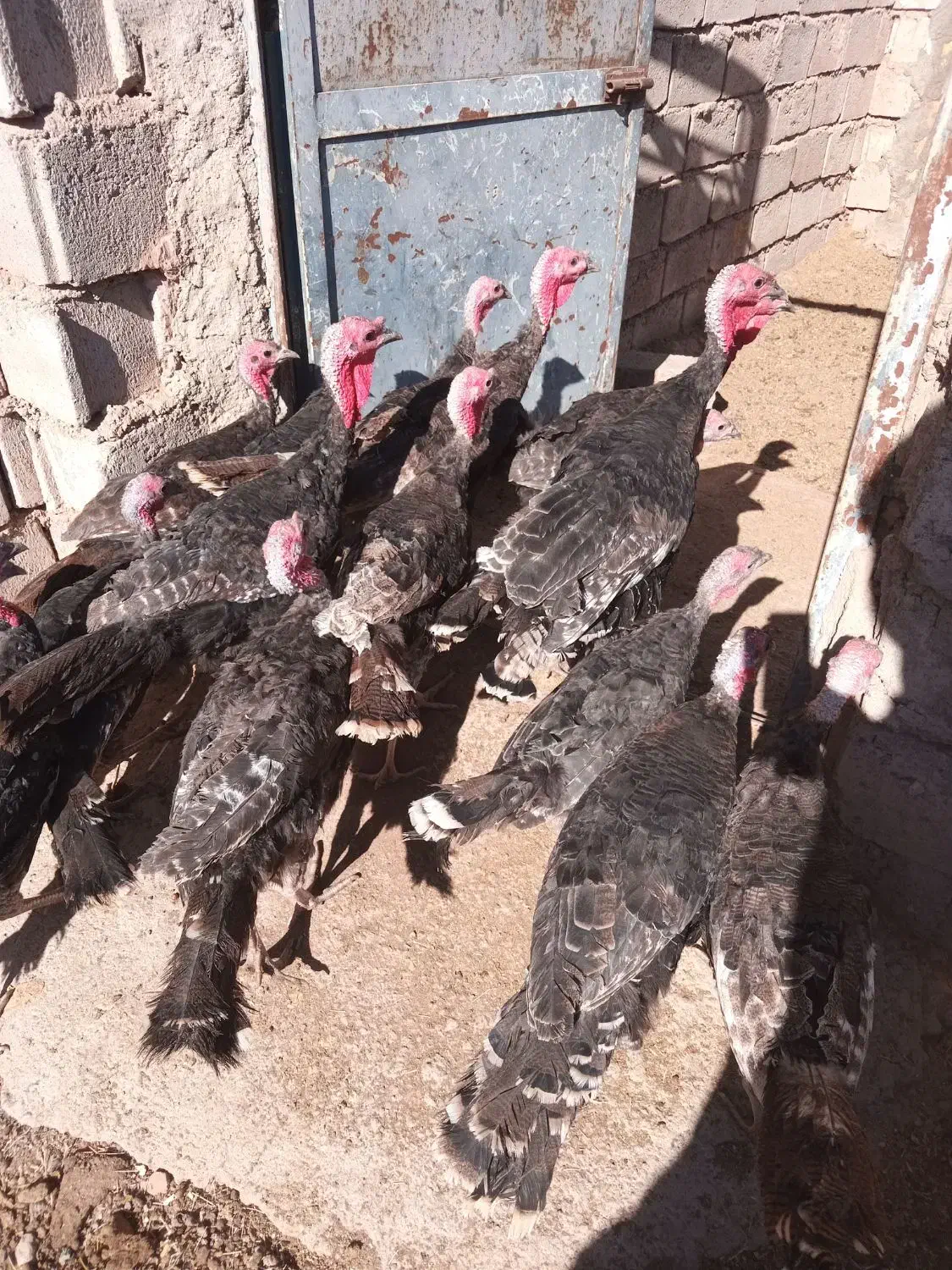 بوقلمون نر ۶ ماهه|حیوانات مزرعه|نیشابور, فردوسی جنوبی|دیوار