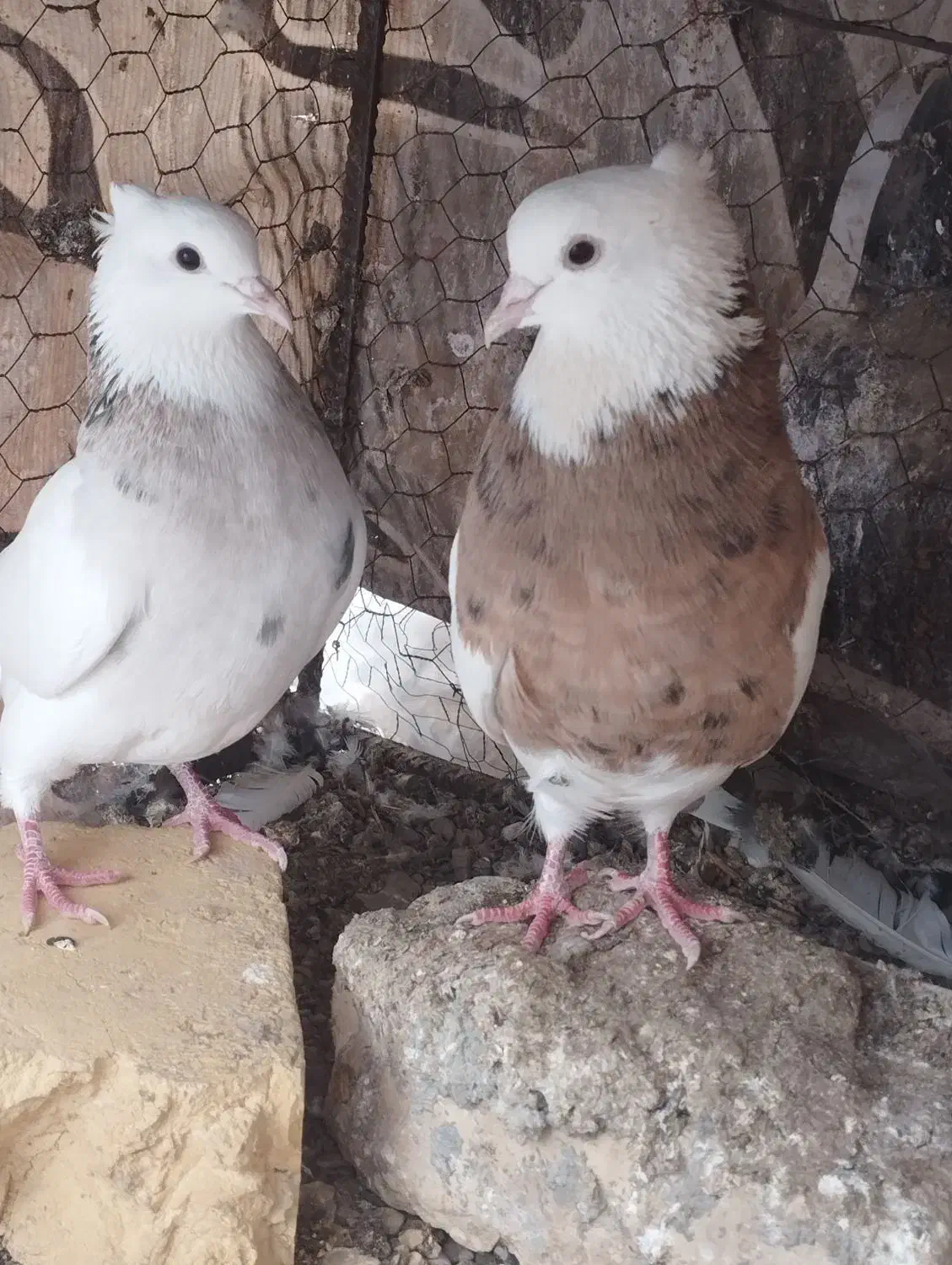 طوقی|پرنده|خوسف, |دیوار