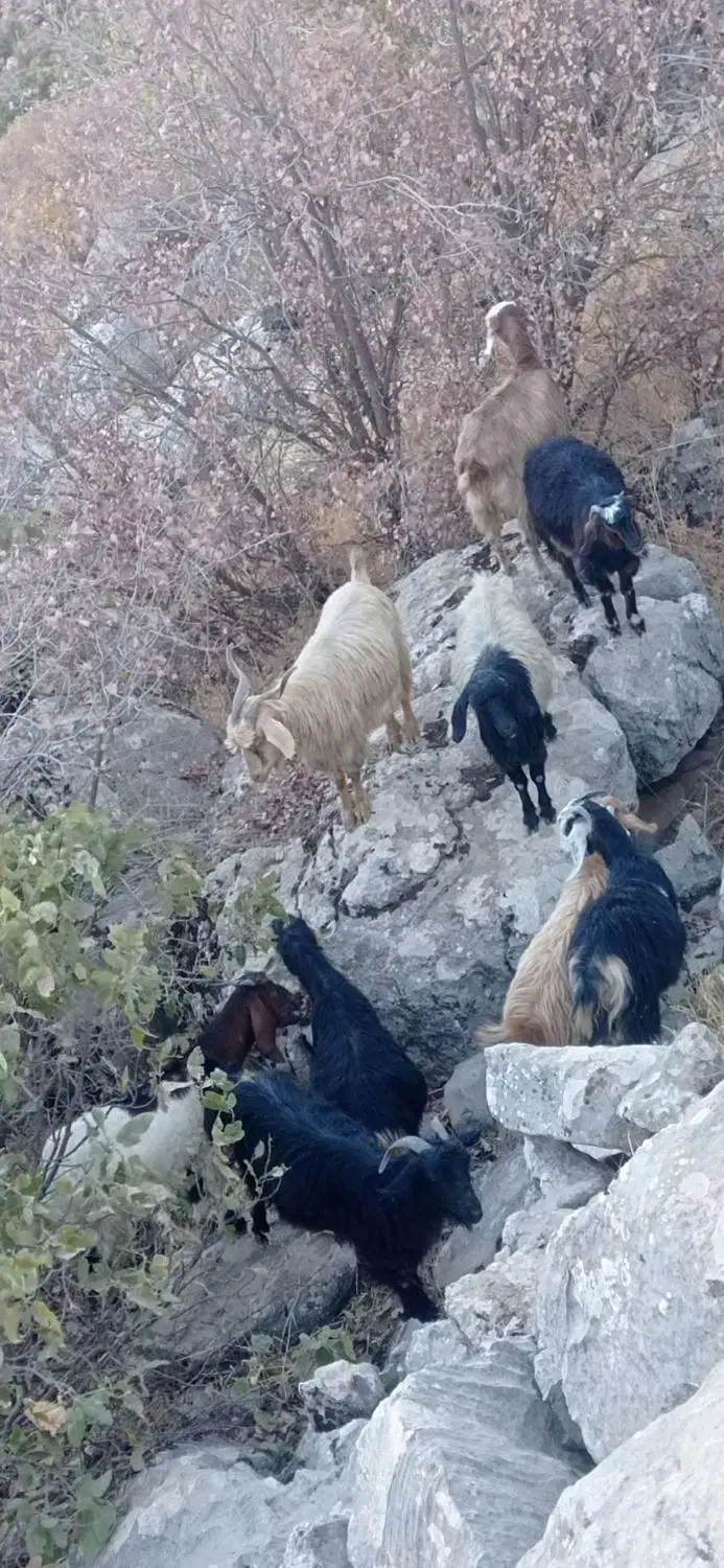 بزوبزغاله|حیوانات مزرعه|سروآباد, |دیوار