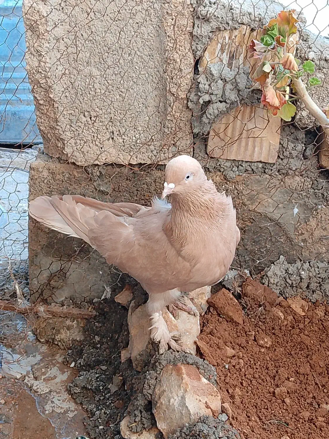 کبوتر|پرنده|شیراز, شهرک قمشه|دیوار