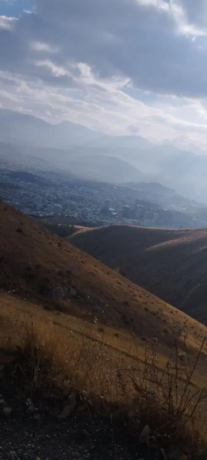 پرنده گمشده|حیوانات|سنندج, |دیوار