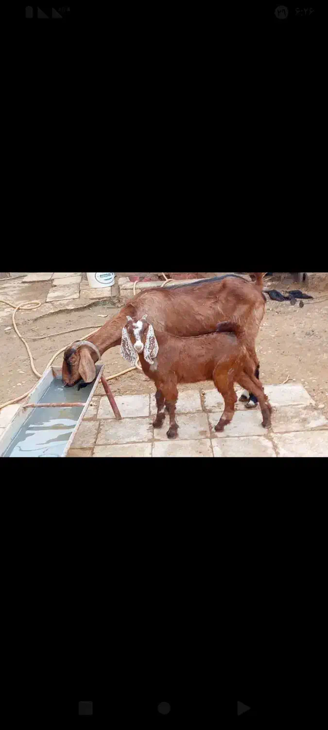 یک عده بز مطفل سالم وسرحال|حیوانات مزرعه|سوسنگرد, |دیوار