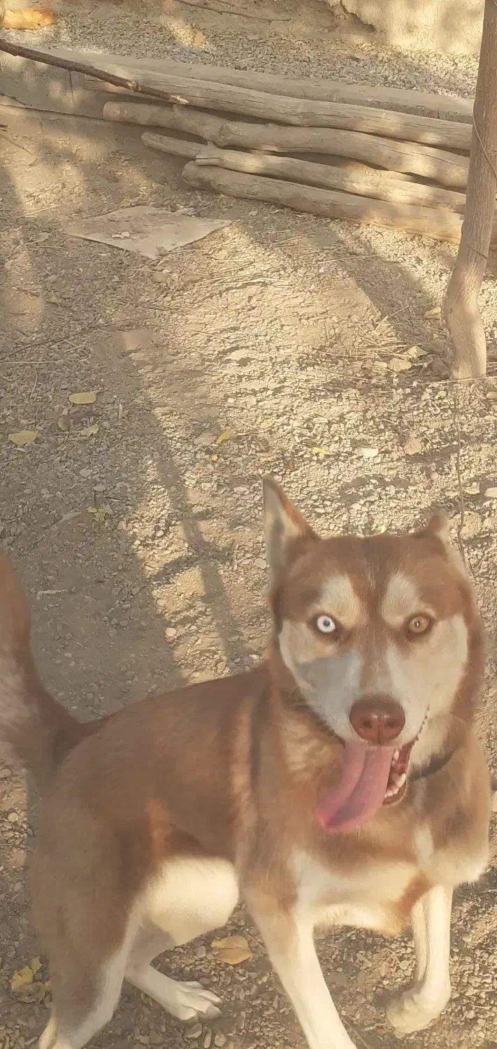 سگ هاسکی|سگ|اصفهان, مرداویج|دیوار