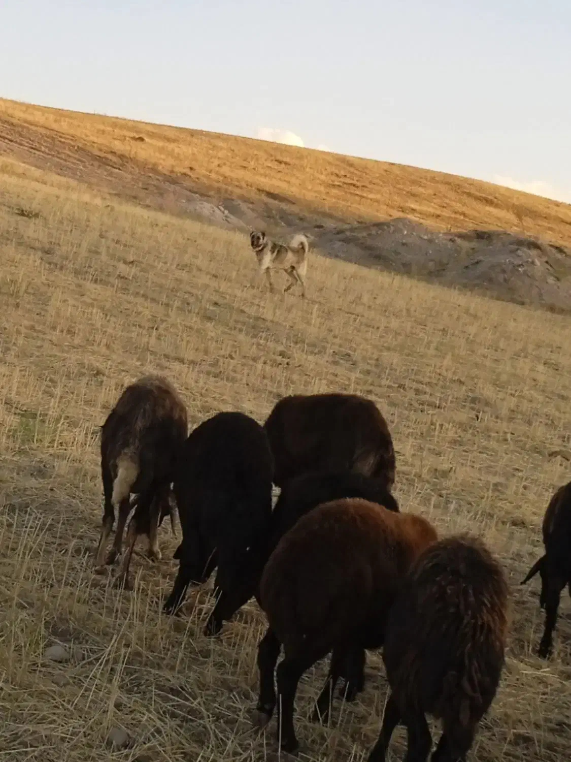 سگ سرابی گله|سگ|بستان آباد, |دیوار