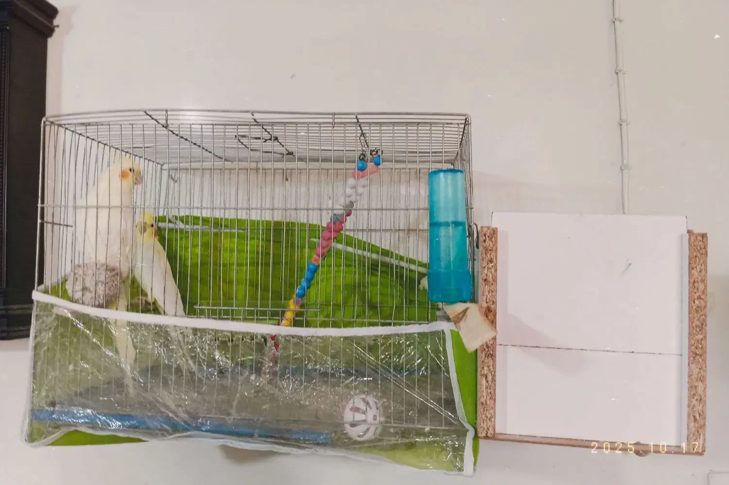 پرنده عروس|پرنده|تربتحیدریه, شهدا|دیوار