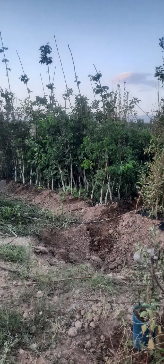 نهال گلدانی آماده کاشت....|خدمات باغبانی و درختکاری|زنجان, |دیوار