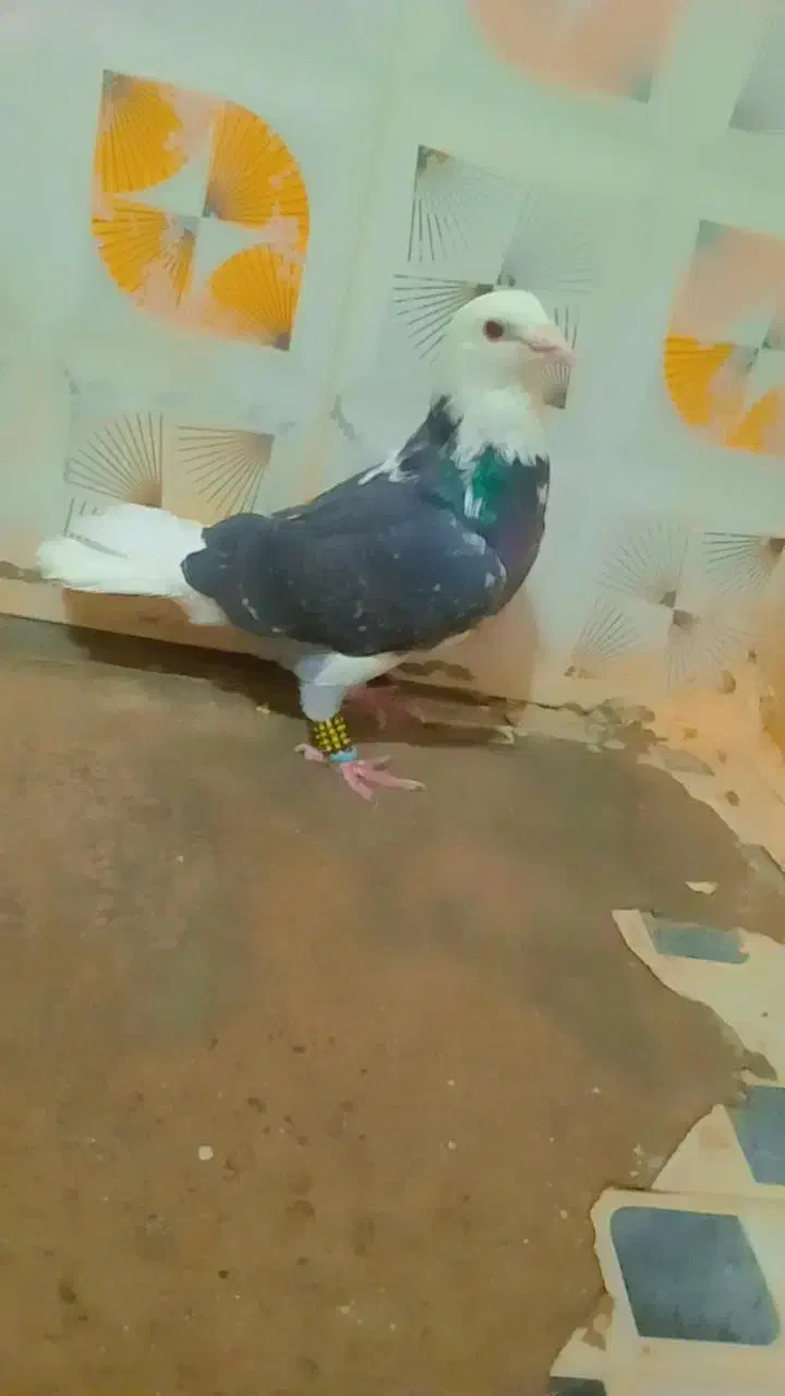 کبوتر ابلغ دم سفید|پرنده|صادق آباد, |دیوار