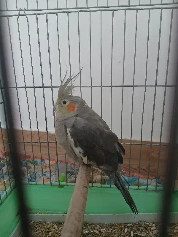 عروس هلندی ماده ۶۵۰|پرنده|کهن آباد, |دیوار