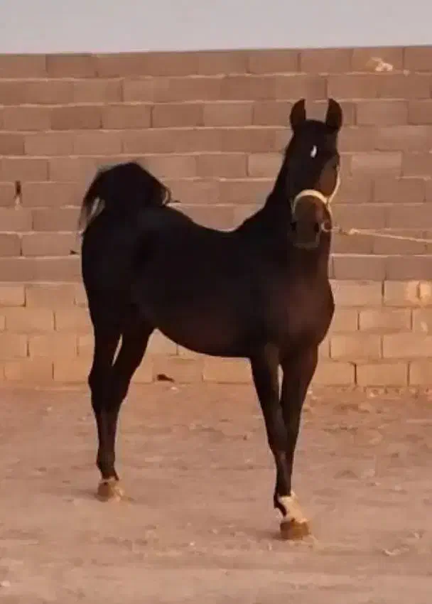 اسب|اسب و تجهیزات اسب‌سواری|سجاس رود, |دیوار