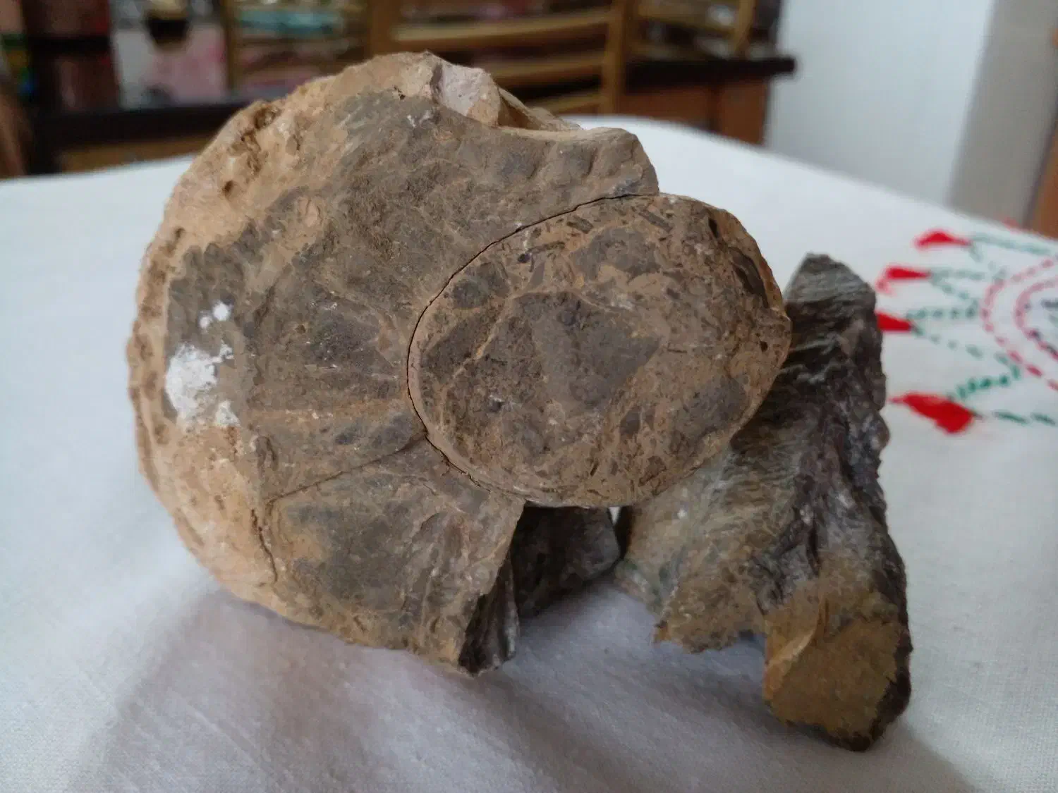 سنگ فسیل|کلکسیون اشیاء عتیقه|مشهد مرغاب, |دیوار