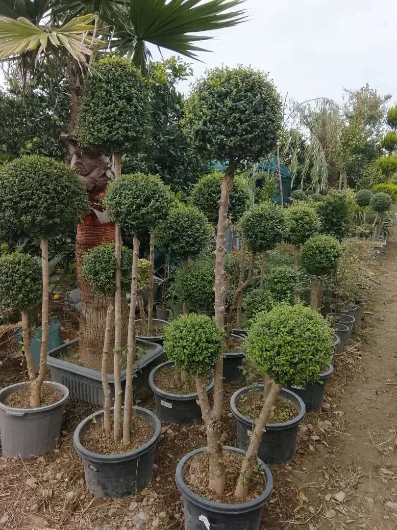 مورت چند کله وتک کله ، لیگستروم و یاس هلندی پیوندی|گل و گیاه طبیعی|محمودآباد, |دیوار