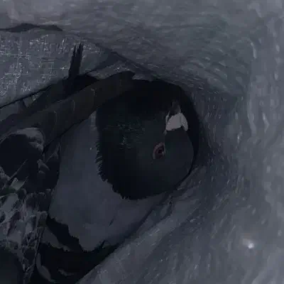 کفتر گم شده|حیوانات|زیرکوه, |دیوار