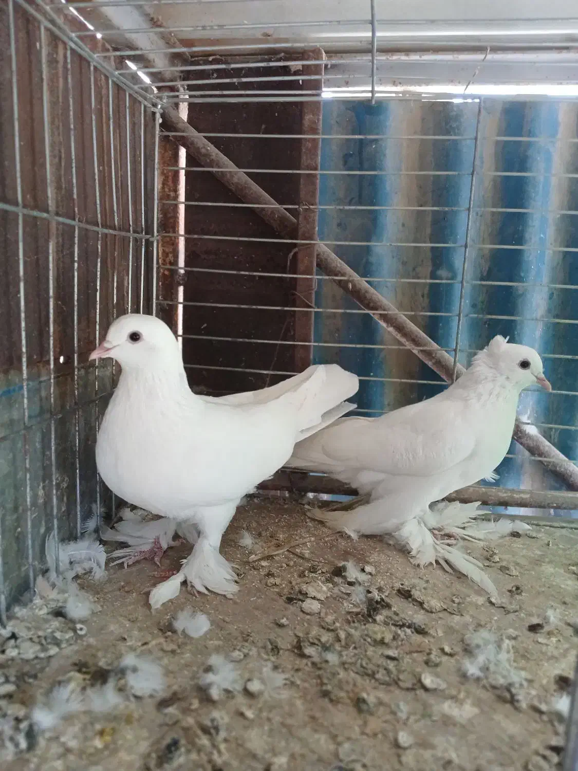 یک جفت سفیدودوکت نر|پرنده|میناب, |دیوار