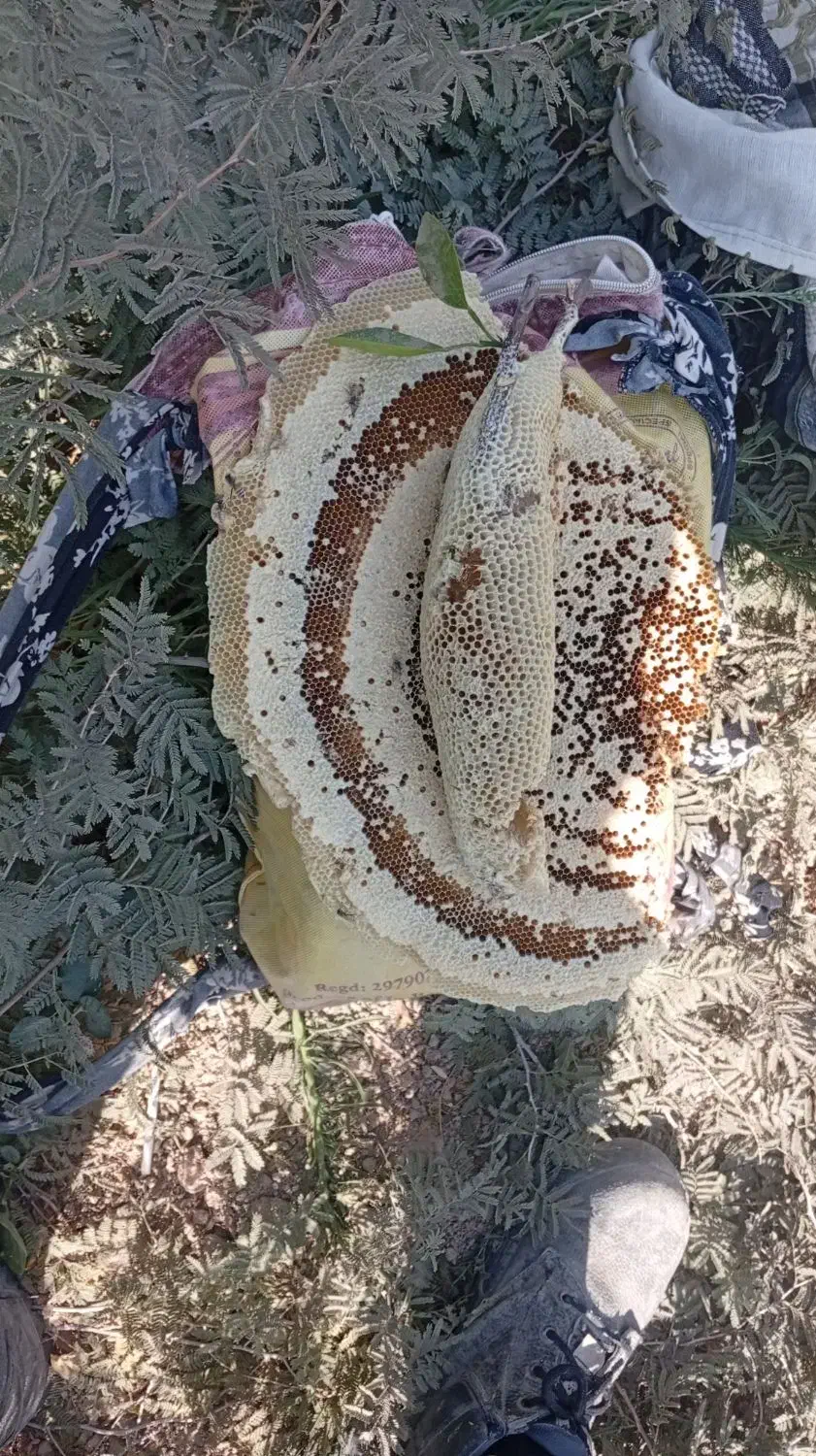 عسل محلی زنبور ریز|خوردنی و آشامیدنی|مهر, |دیوار