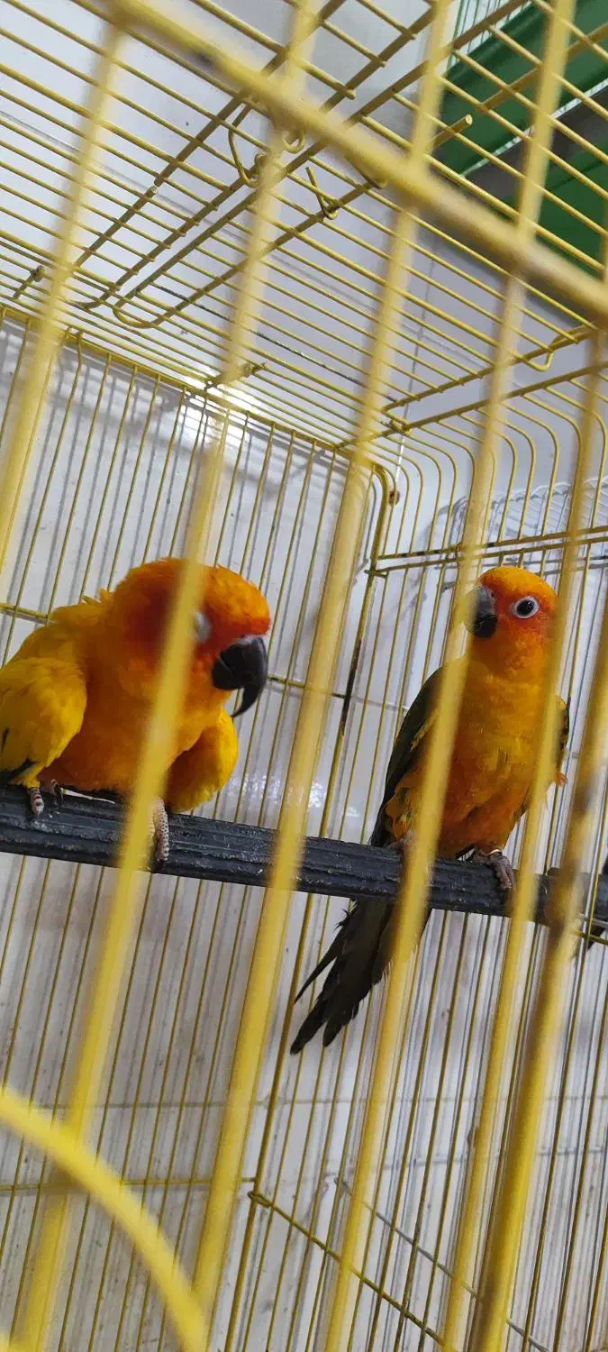 جفت خورشیدی|پرنده|ساری, |دیوار