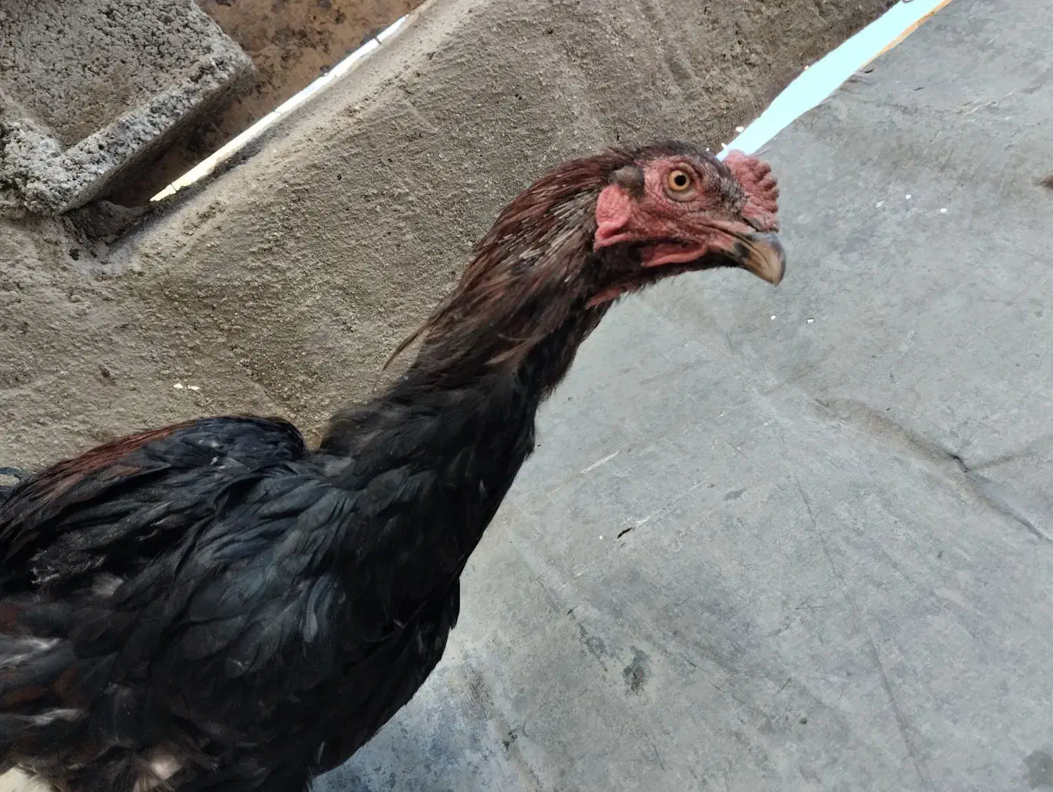 خروس لاری|حیوانات مزرعه|بروجرد, |دیوار