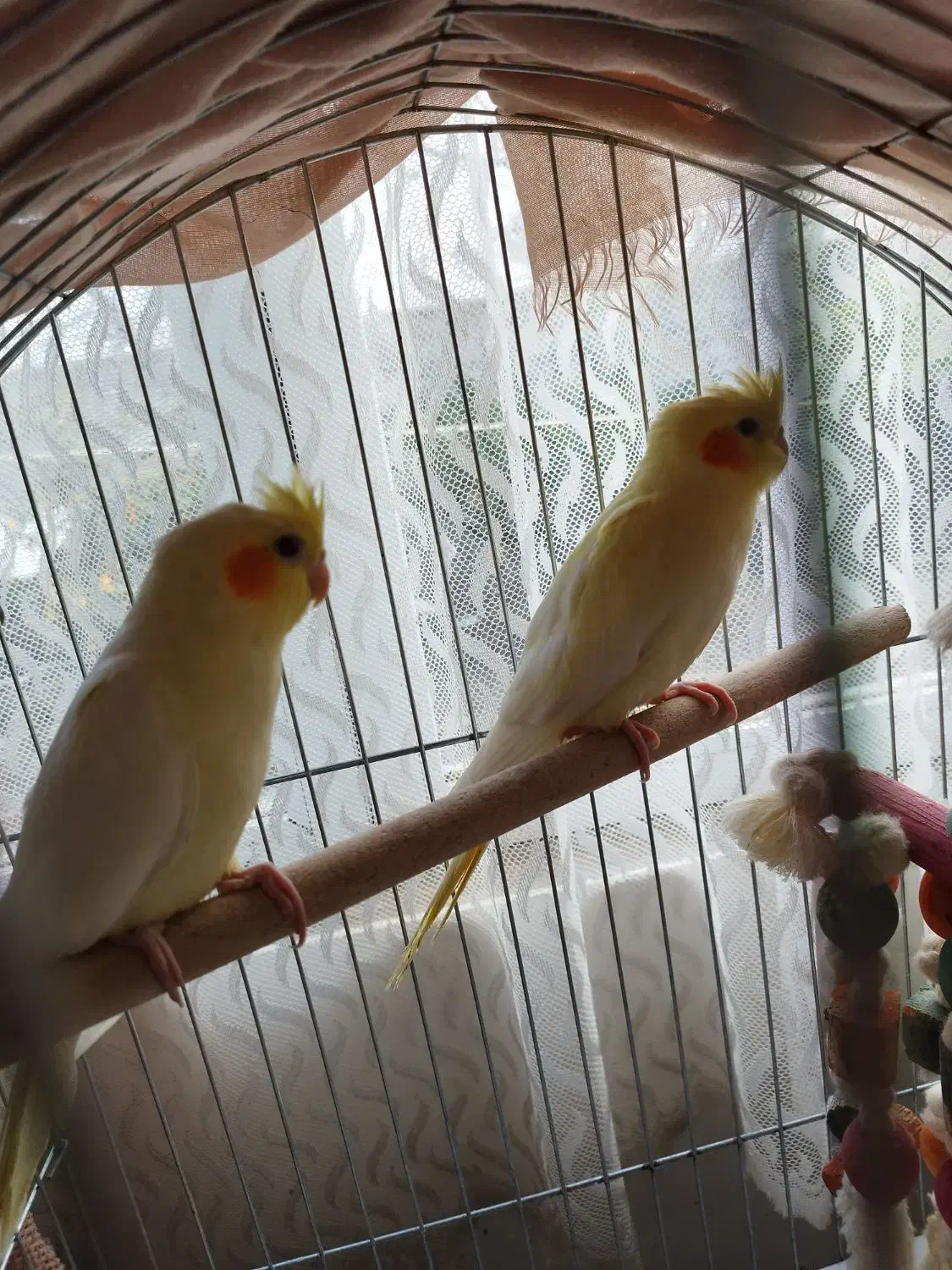 چند عددعروس هلندی لتینو گلباقالی سالم|پرنده|رودسر, |دیوار