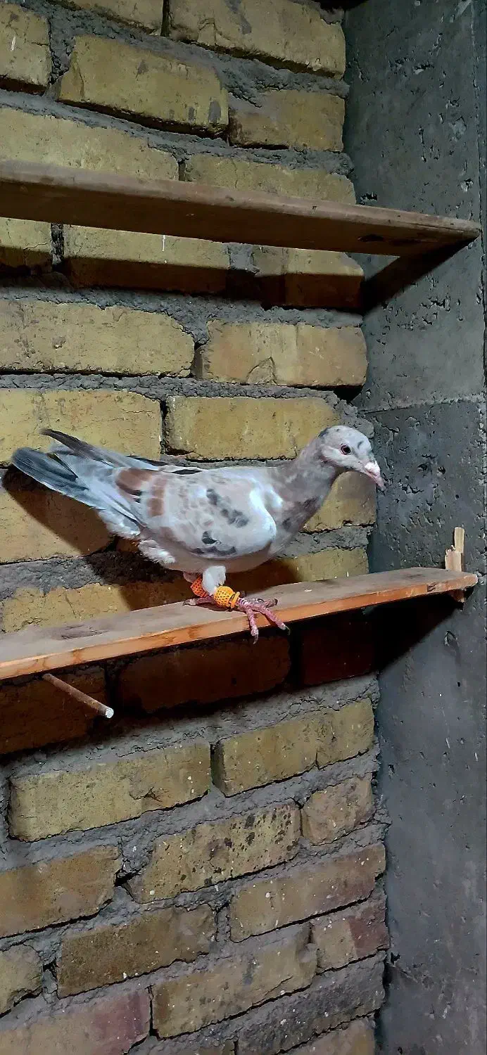 خطی نر|پرنده|قزوین, |دیوار