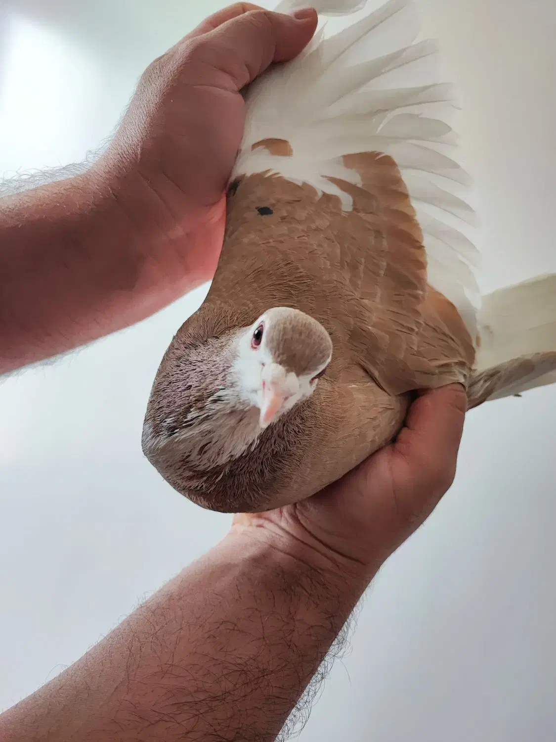 کبوتر چپ زرد خال مشکی نر|پرنده|مبارکه, |دیوار