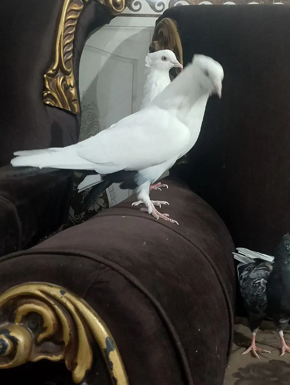 دمسیا کاکل|پرنده|ریگان, |دیوار