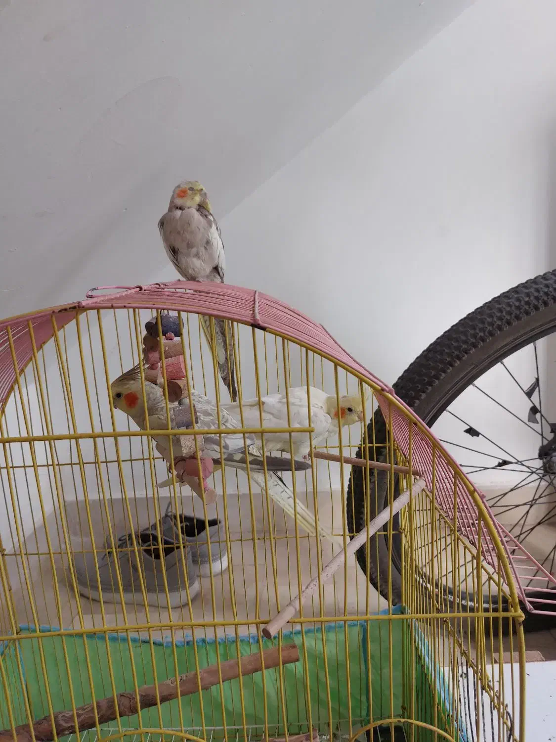 عروس هلندی|پرنده|ابهر, |دیوار