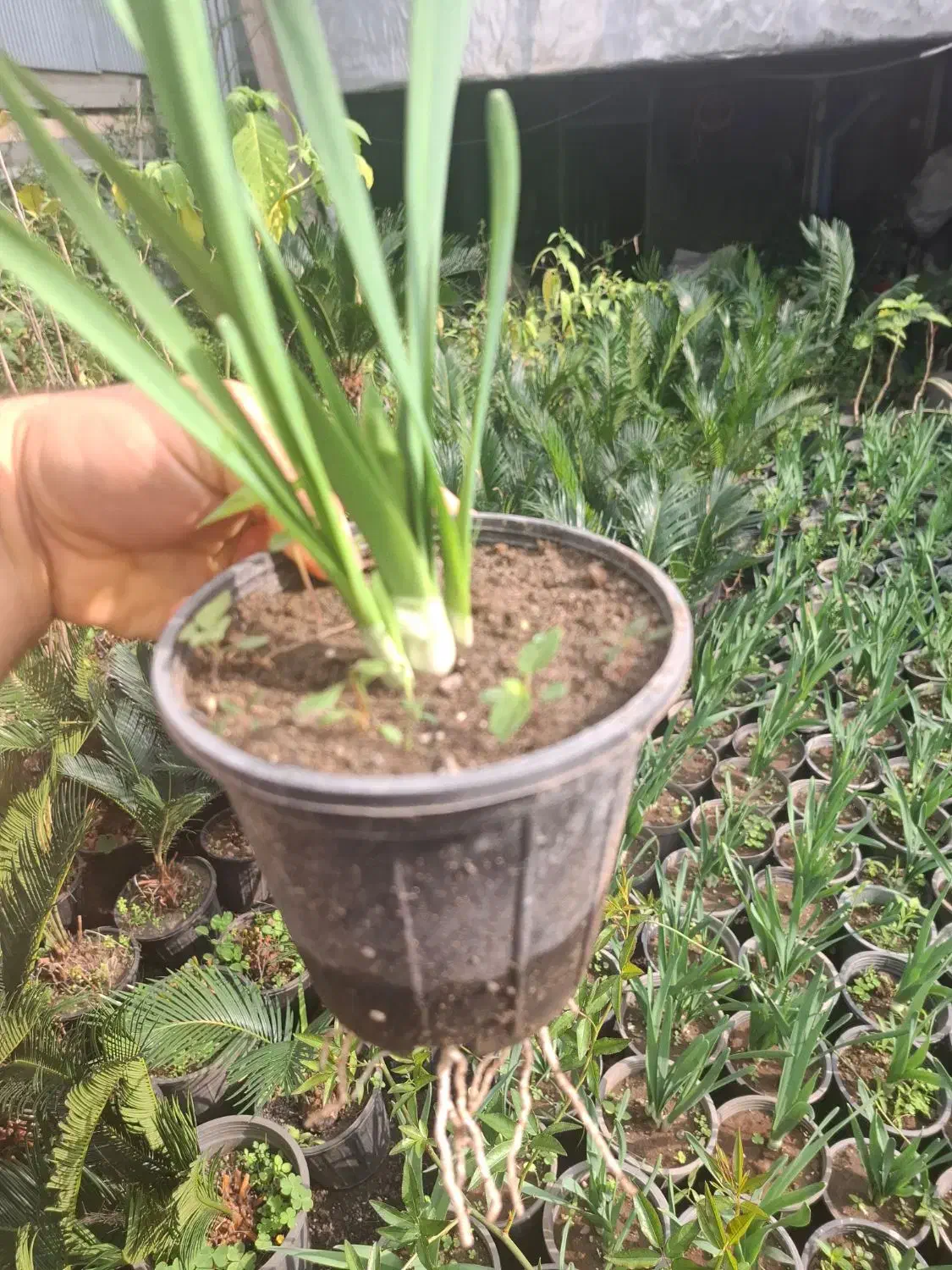 گل نرگس عطری پر ریشه پیاز قوی و درشت گل دار|گل و گیاه طبیعی|شلمان, |دیوار