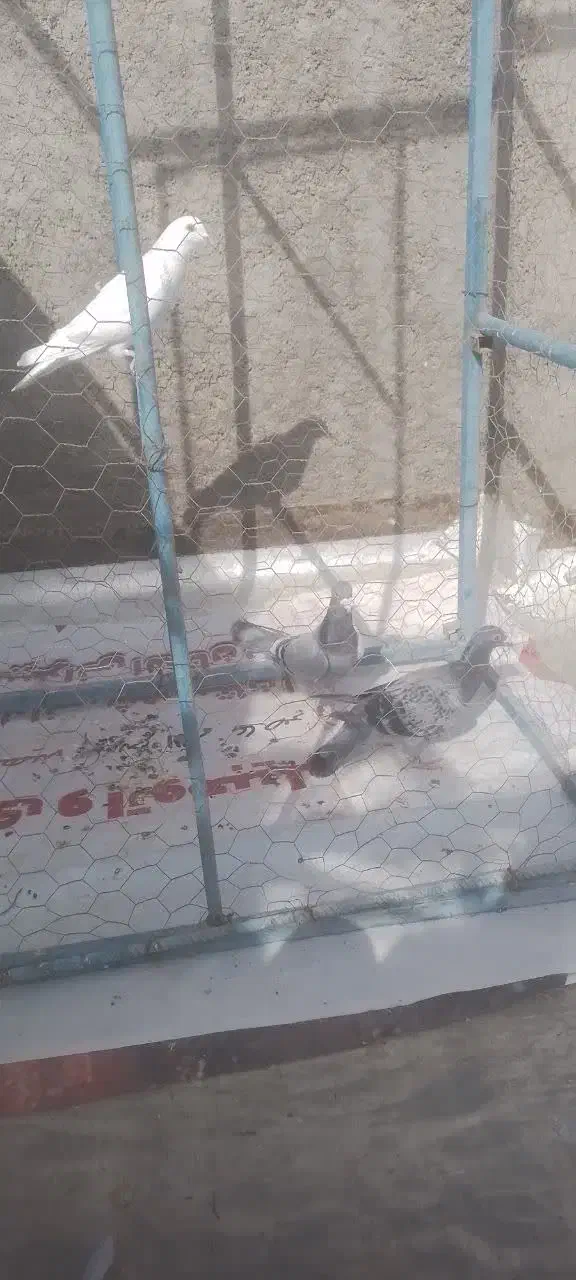 کبوتر  کیلومتری|پرنده|اردکان, |دیوار