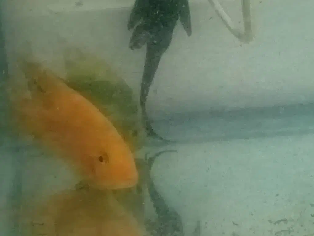 دو عدد ماهی پرت سالم و سرحال|ماهی|تهران, والفجر (افسریه)|دیوار