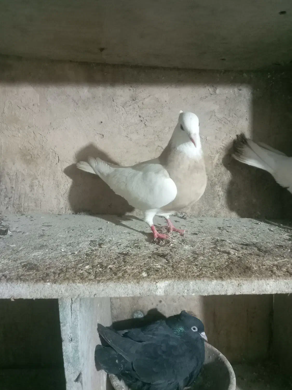 کبوتر|پرنده|مریوان, |دیوار