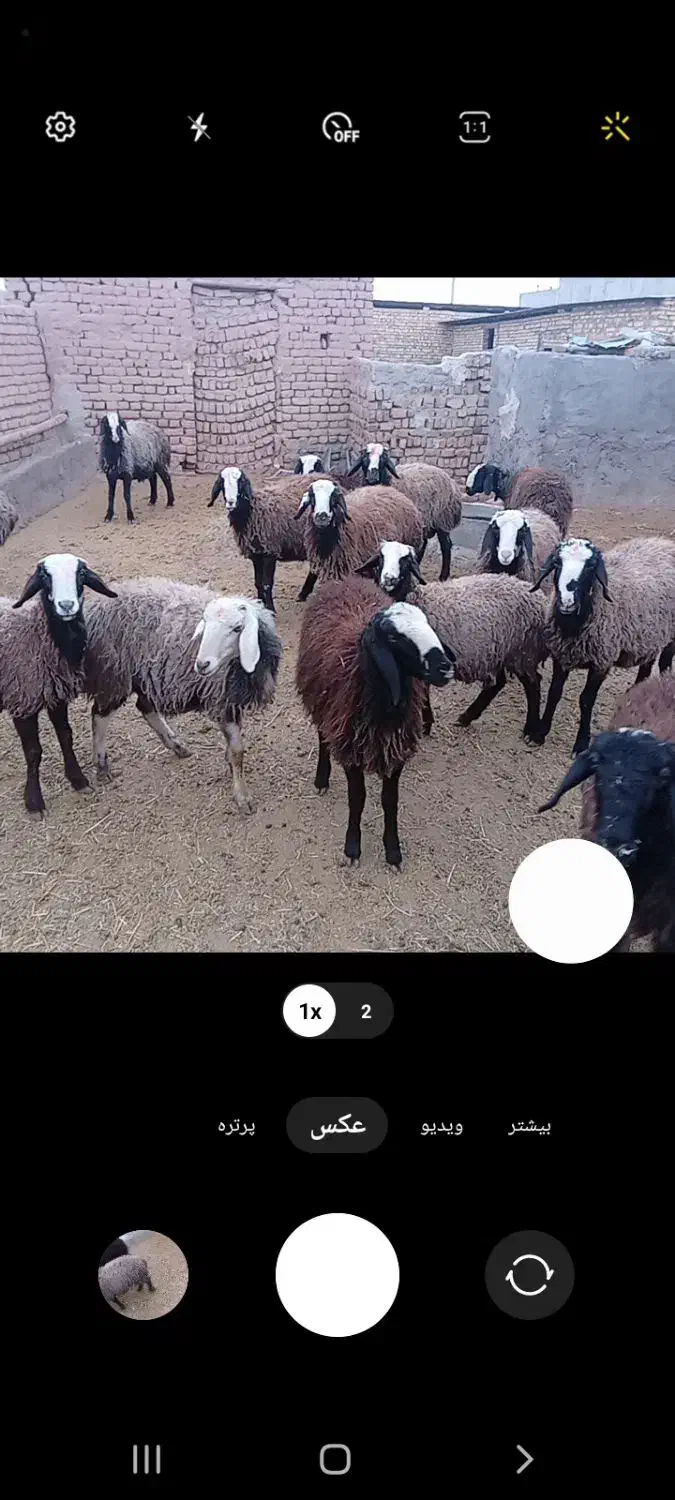 فروش بزه|حیوانات مزرعه|بوئین زهرا, |دیوار