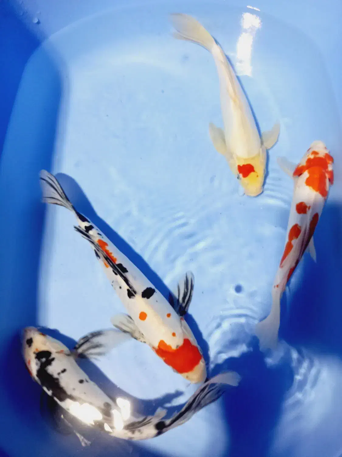 ماهی زیبای برکه و اکواریم کوی|ماهی|تهران, خرمشهر|دیوار