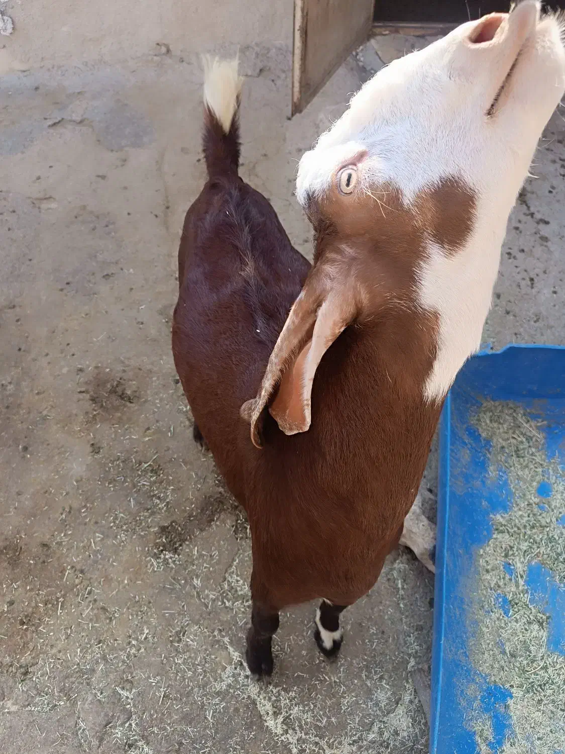 کهره نر درجه یک و جبیش ابستن|حیوانات مزرعه|جم, |دیوار