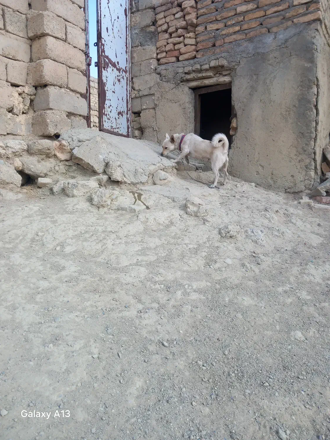 پاکوتاه فروشی ماده|سگ|تکاب, |دیوار