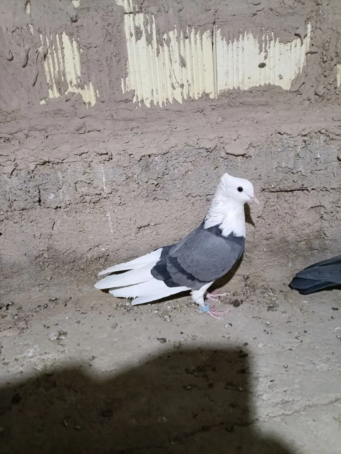 سبز پلنگ ماده کلای|پرنده|بم, |دیوار