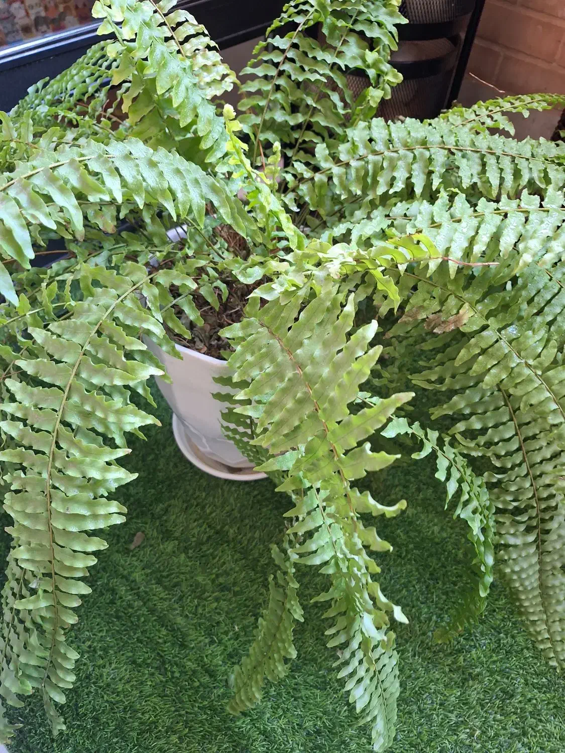 گل گیاه طبیعی|گل و گیاه طبیعی|اصفهان, سروستان|دیوار