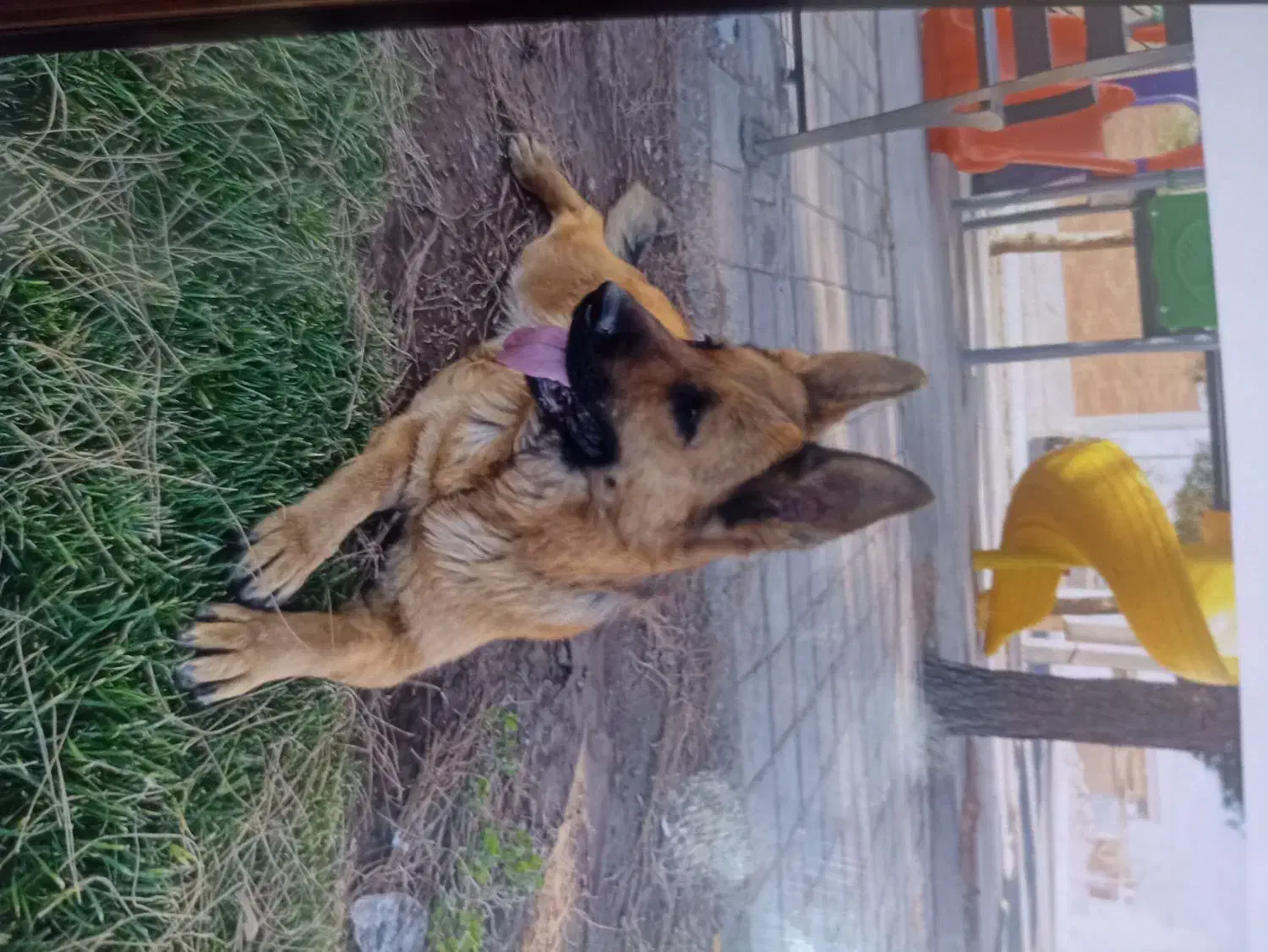 واگذاری سگ|سگ|رفسنجان, |دیوار