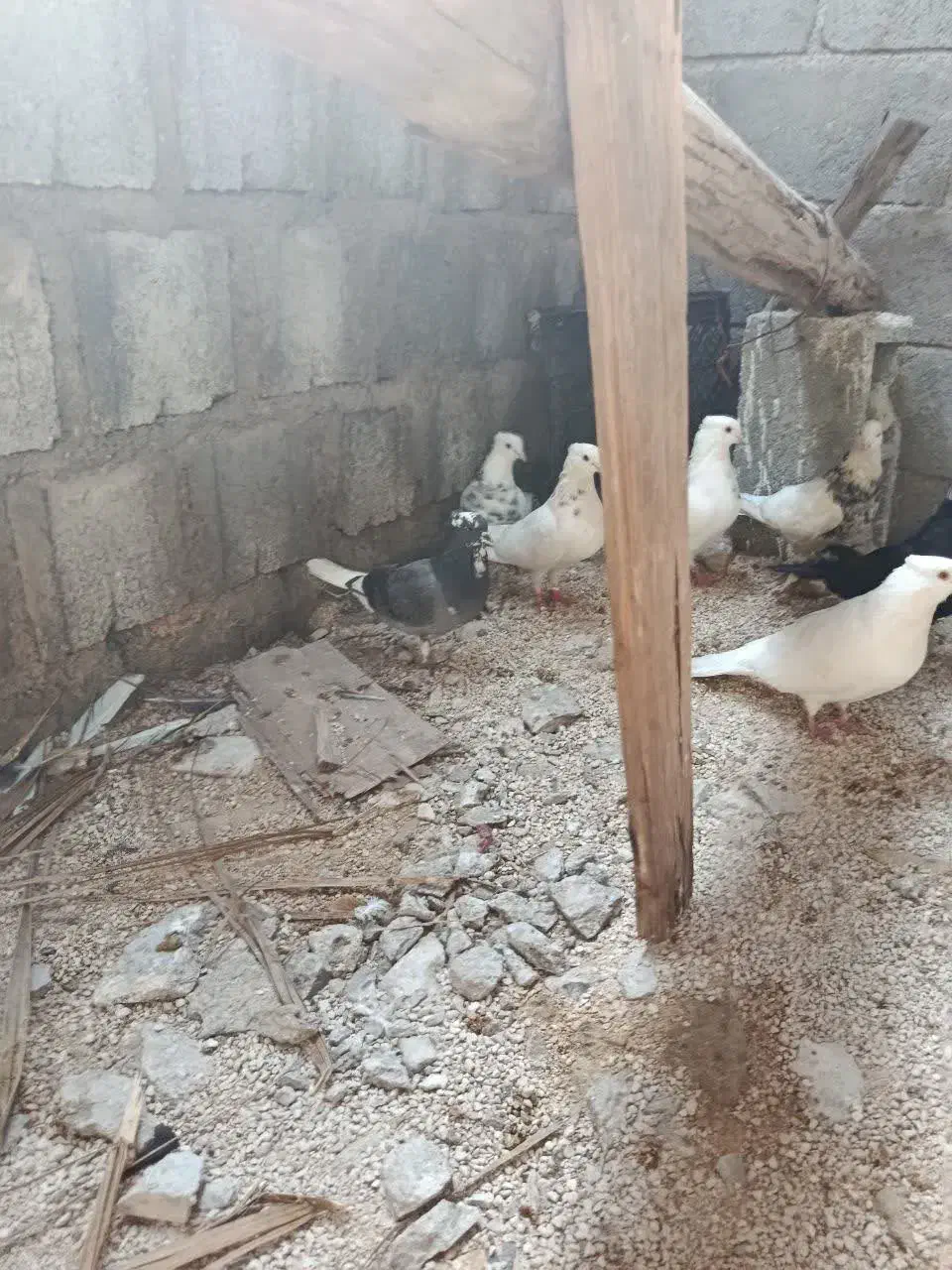 چند کبوتر|پرنده|جم, |دیوار