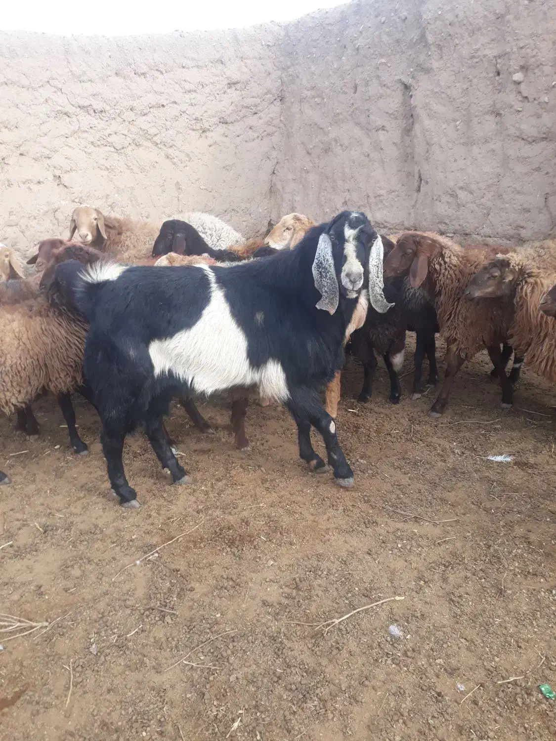 نربزدرجه یک ازهرلحاظ قیمت توافقی|حیوانات مزرعه|تربت جام, معدآباد|دیوار