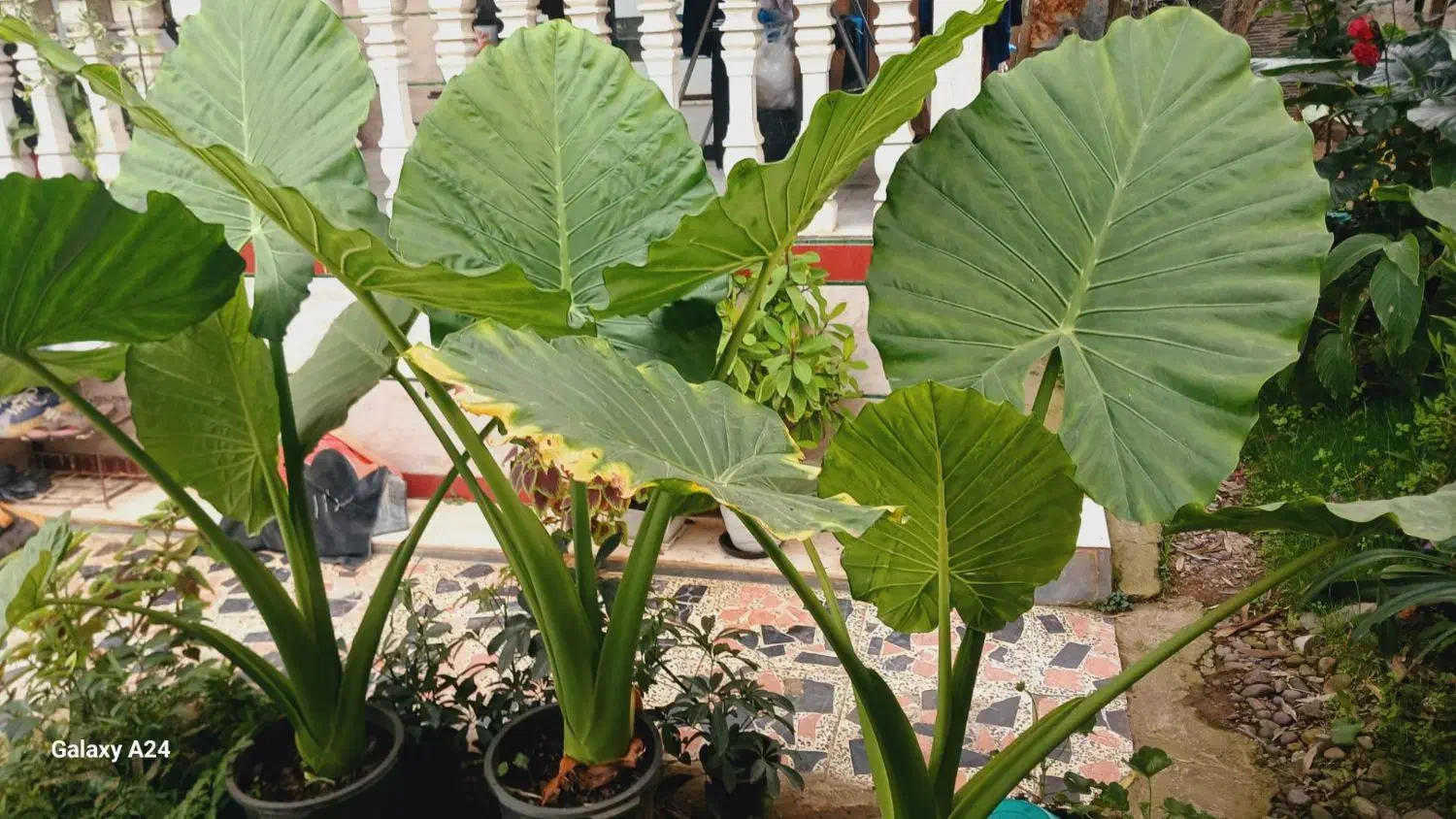 گل بابا آدم|گل و گیاه طبیعی|شاندرمن, |دیوار