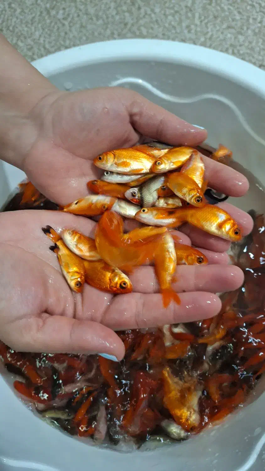 ماهی قرمز|ماهی|بجنورد, |دیوار