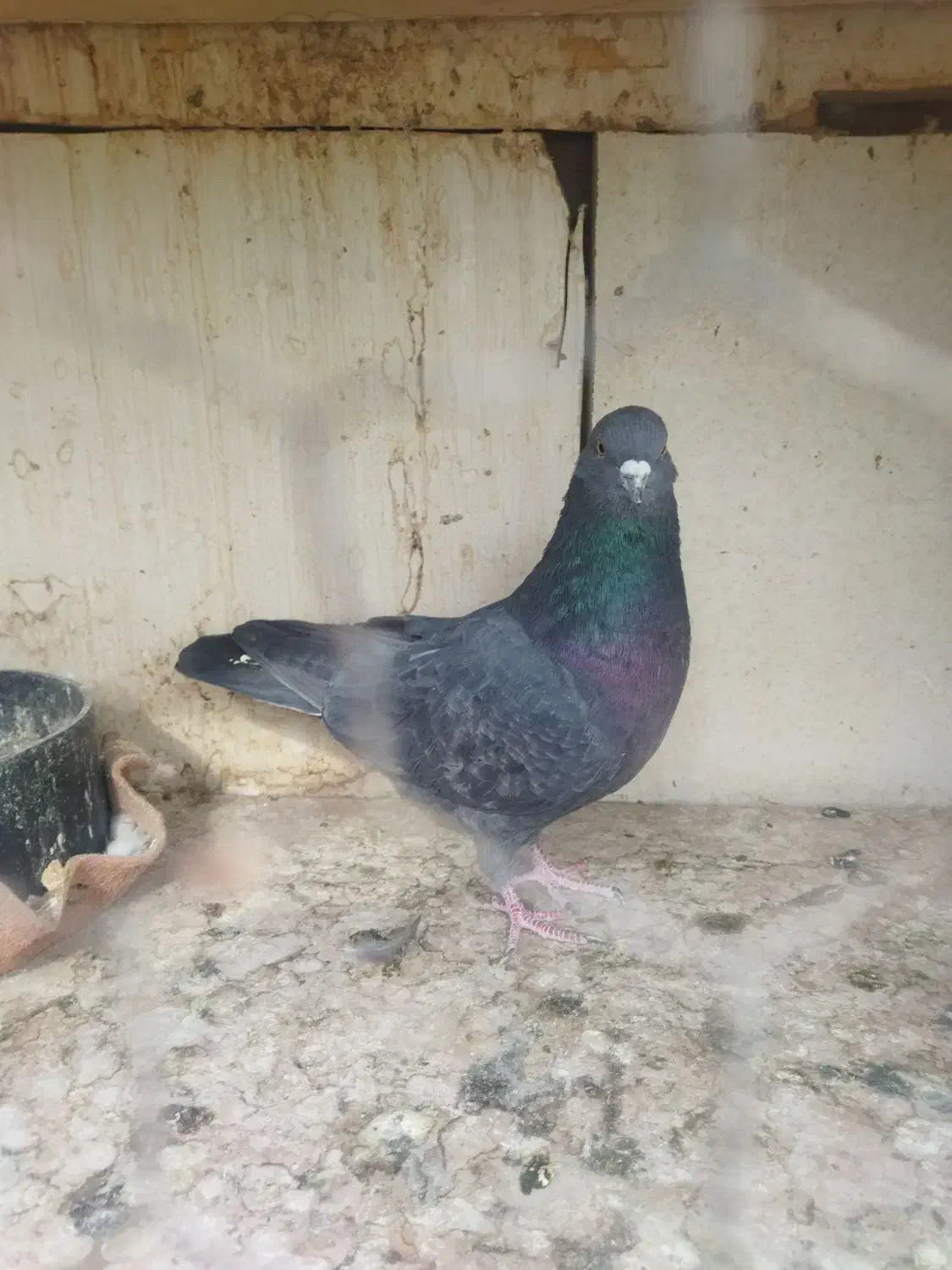 همه عالی به شرط گرفتنی هستن|پرنده|تهران, هاشمی|دیوار