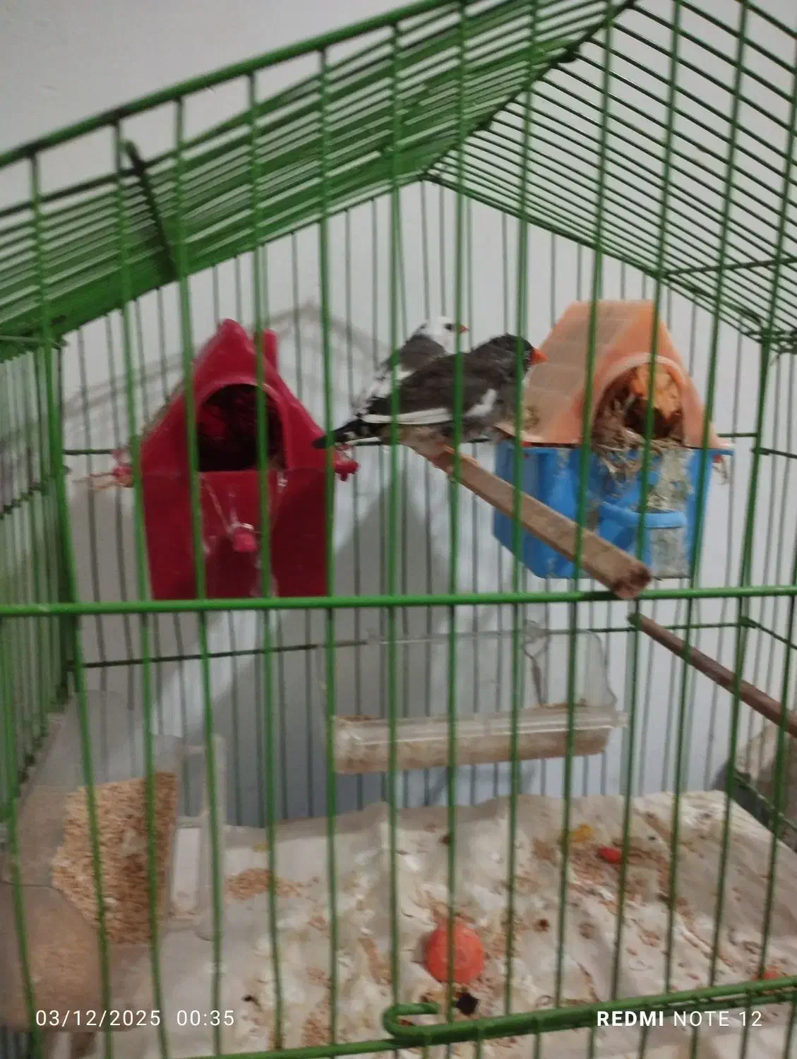 دو عدد فنچ نر ماده|پرنده|مشکیندشت, |دیوار