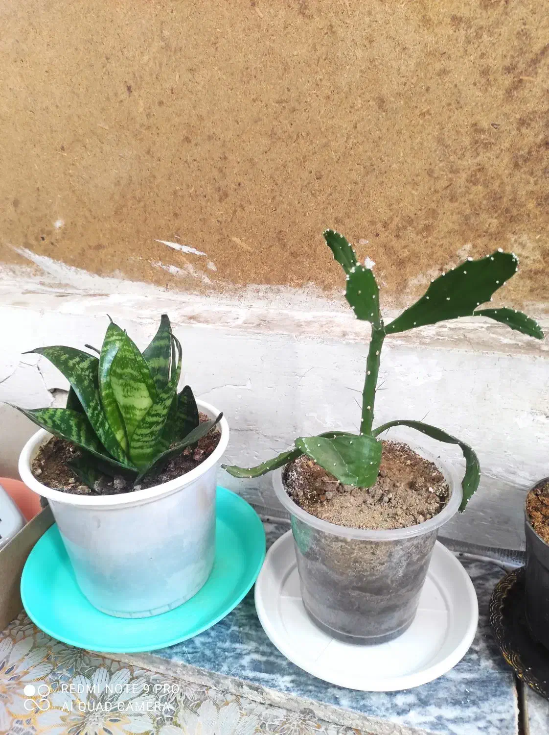 سالم سالم ریشه دارباهم 120مقطوع|ماهیگیری|کرمانشاه, |دیوار