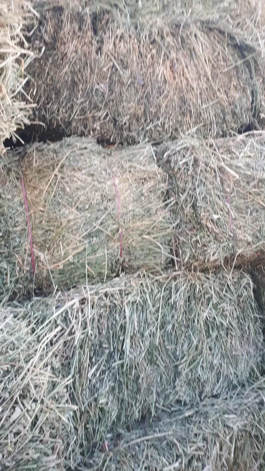 یونجه پرس شده|لوازم جانبی حیوانات|زنجان, |دیوار