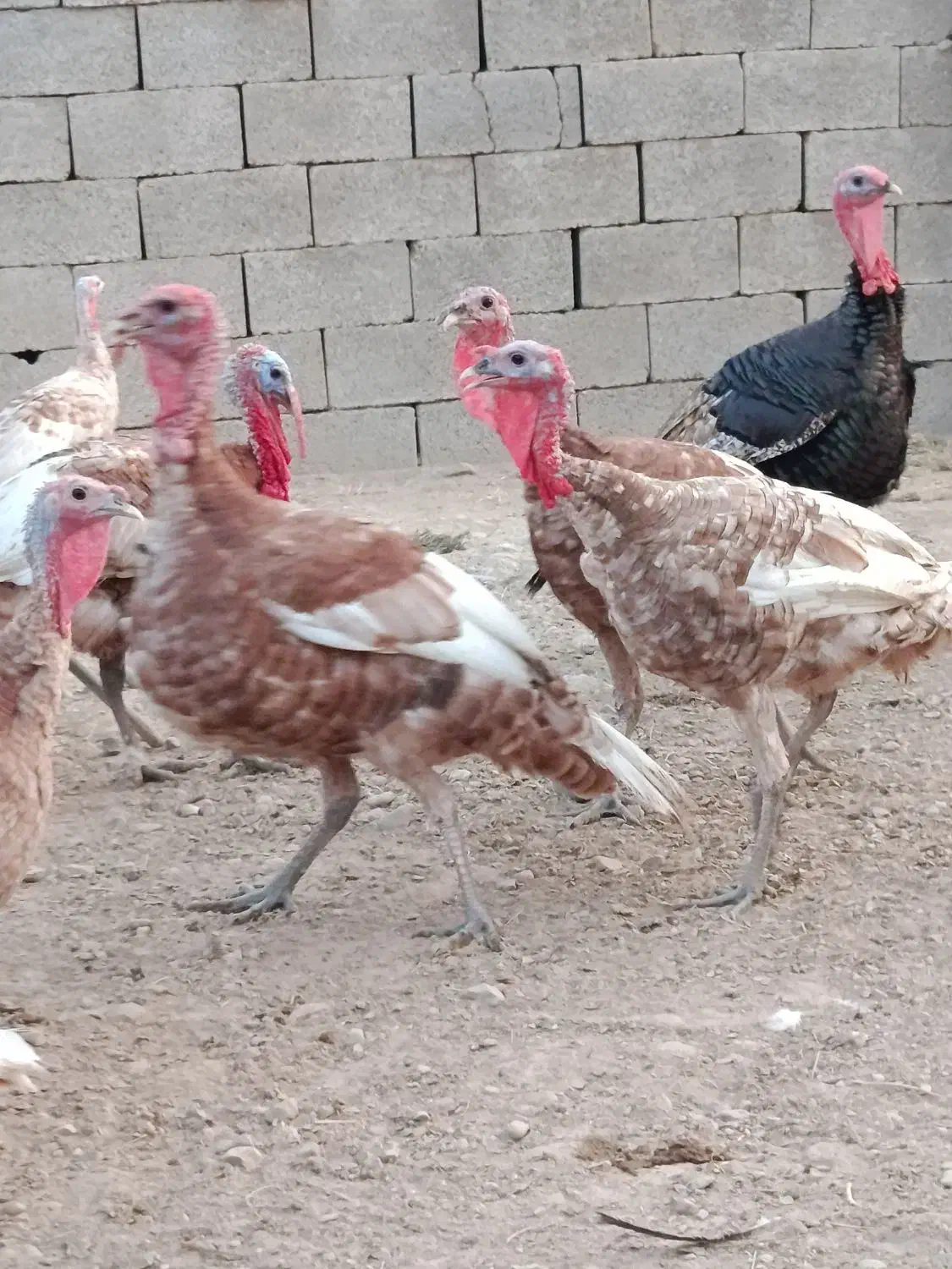 بوقلمون|پرنده|آبپخش, |دیوار