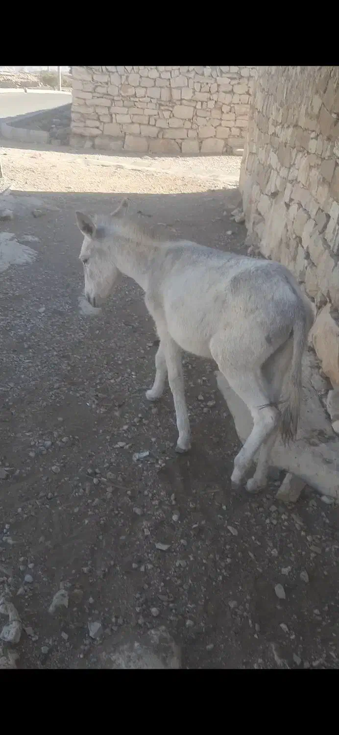 خر یک ساله فروشی موقعیت اسماری|حیوانات مزرعه|باغ ملک, |دیوار