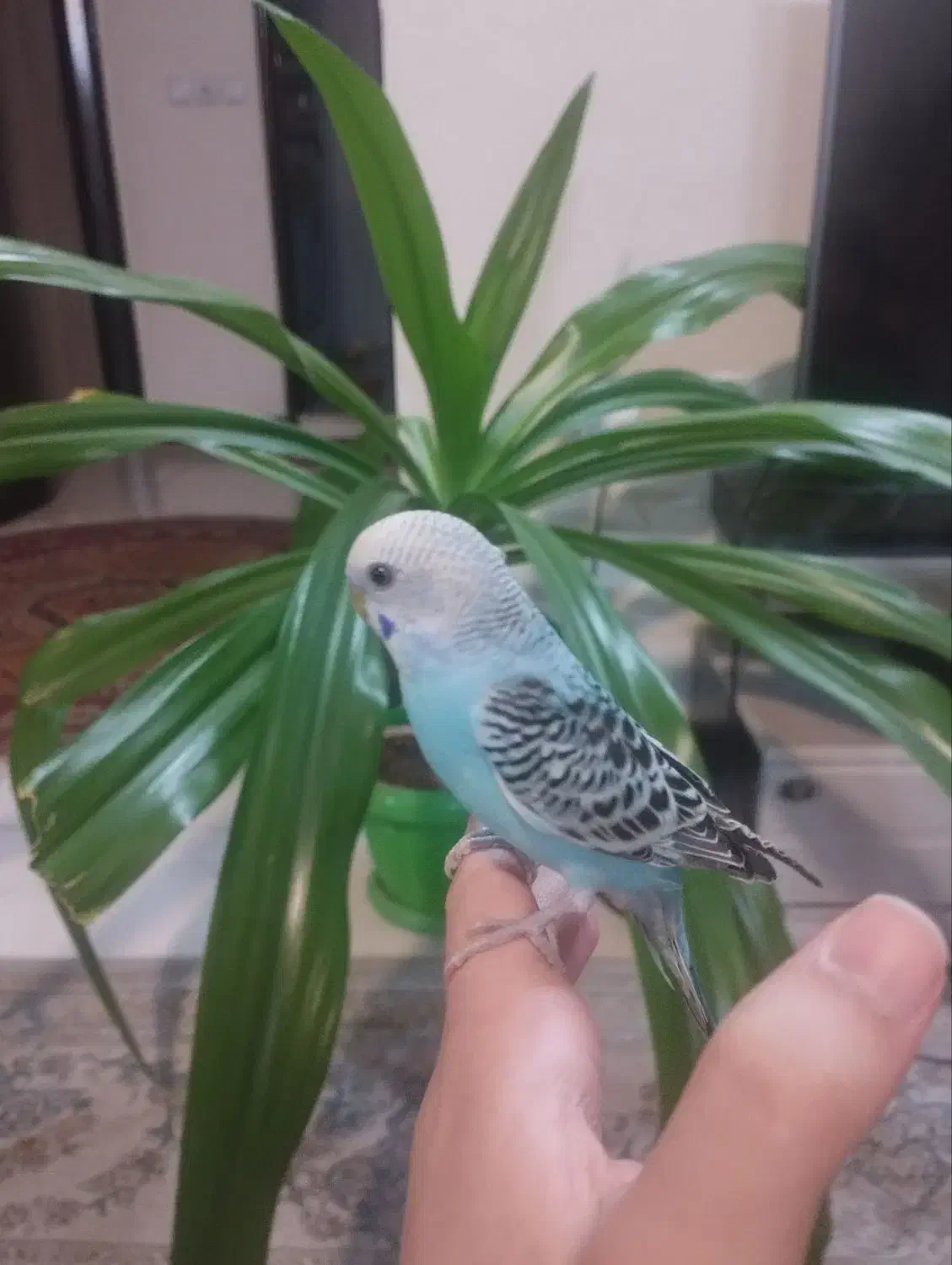 مرغ عشق دستی|پرنده|شاهین‌شهر, پاسداران|دیوار